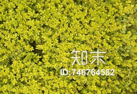 植物类贴图下载【ID:746764582】