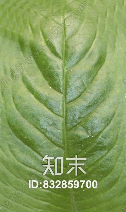 阔叶植物贴图绿植材质贴图下载