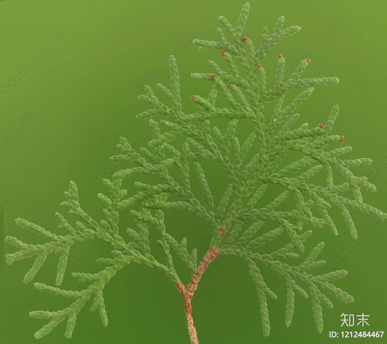 叶片纹理贴图下载【ID:1212484467】