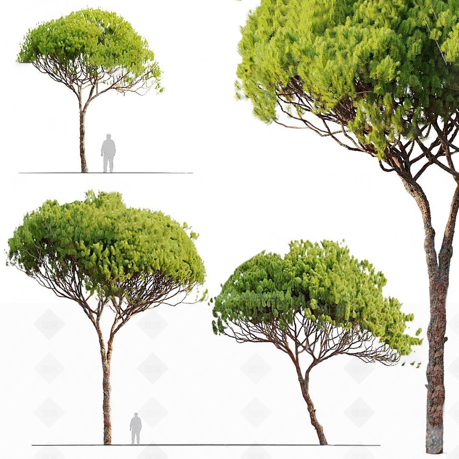 长白松3D模型下载【ID:1118035049】