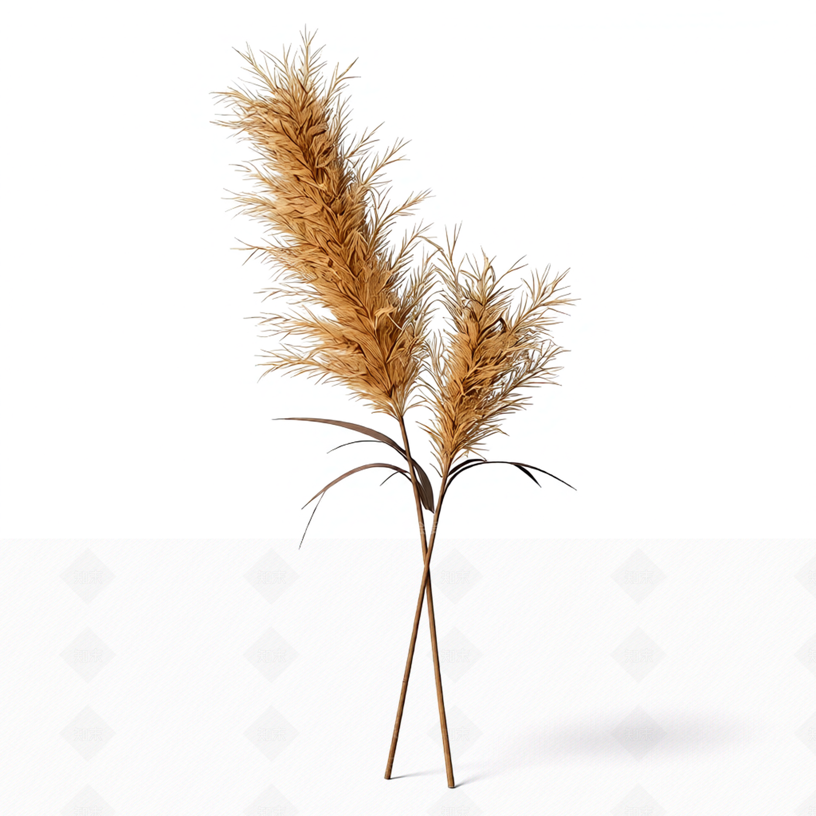 芦苇植物模型3D模型下载【ID:1206187688】