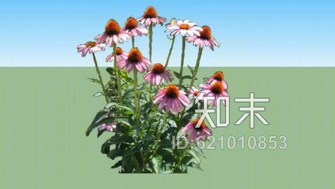 紫锥花SU模型下载【ID:621010853】