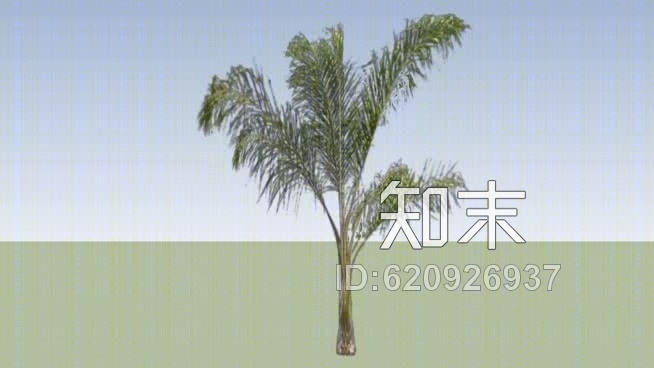 棕榈树SU模型下载【ID:620926937】