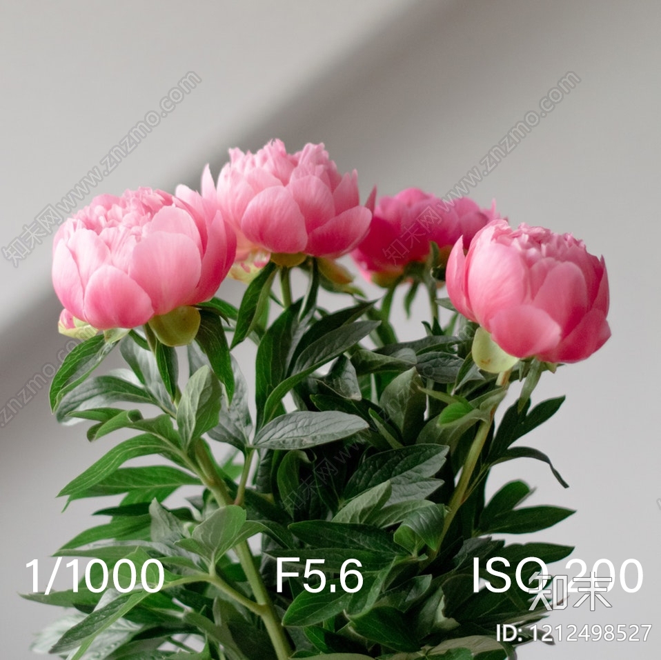 叶片纹理贴图下载【ID:1212498527】