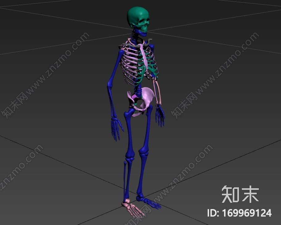 高精度人体骨骼CG模型下载【ID:169969124】