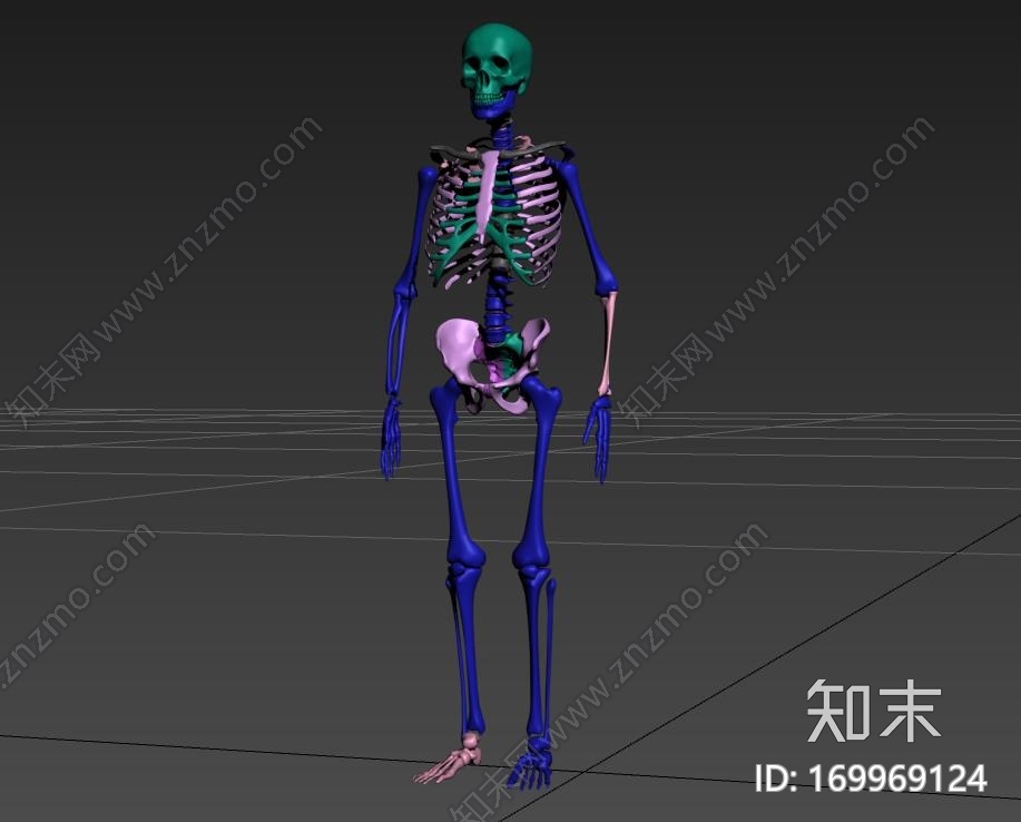 高精度人体骨骼CG模型下载【ID:169969124】