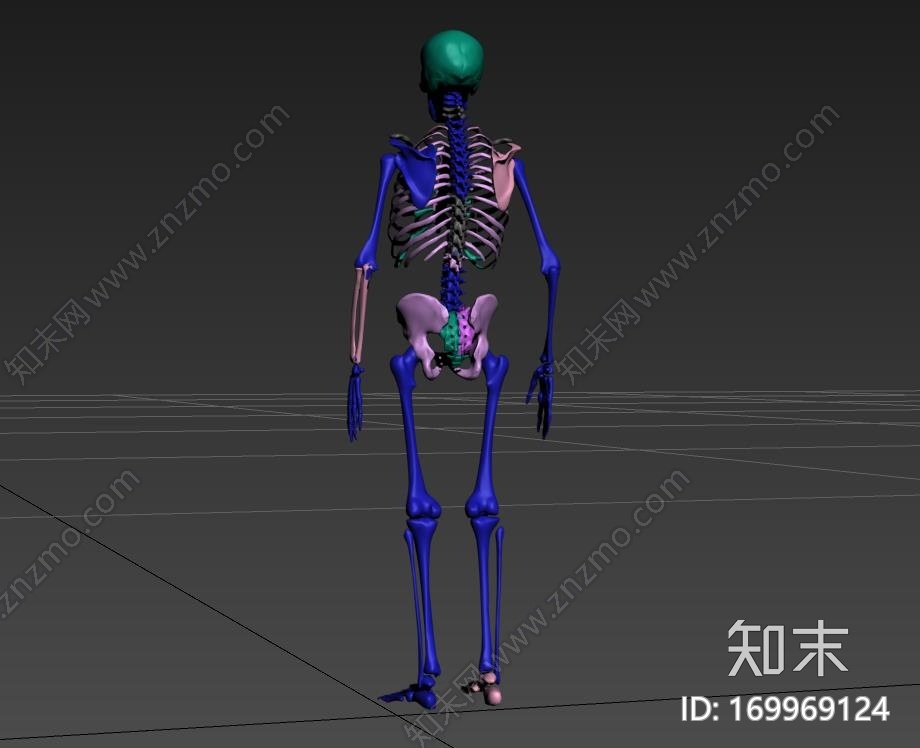 高精度人体骨骼CG模型下载【ID:169969124】