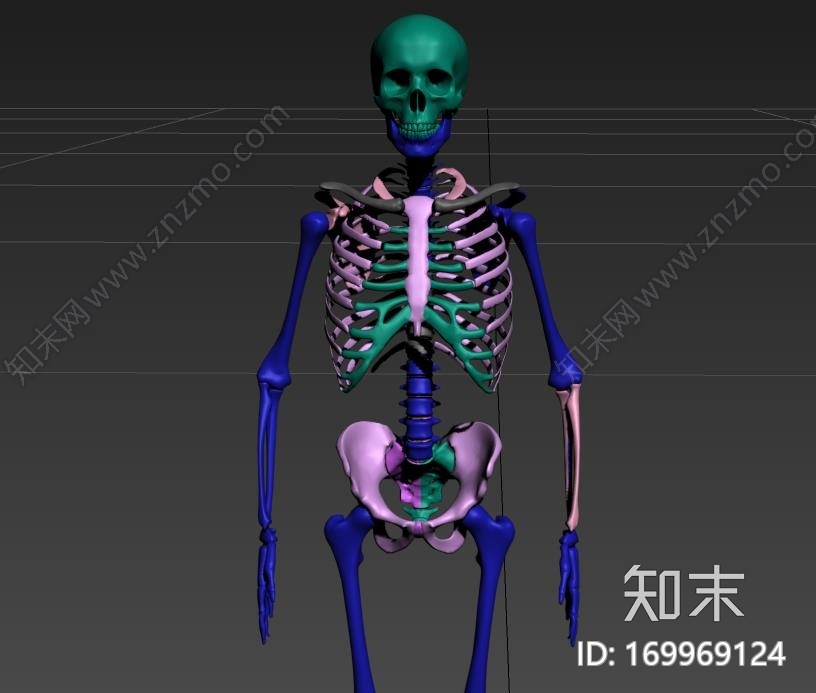 高精度人体骨骼CG模型下载【ID:169969124】