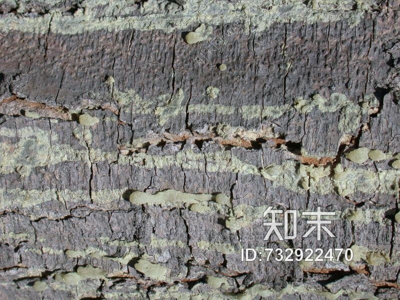其他杂项-植物纹理贴图下载【ID:732922470】