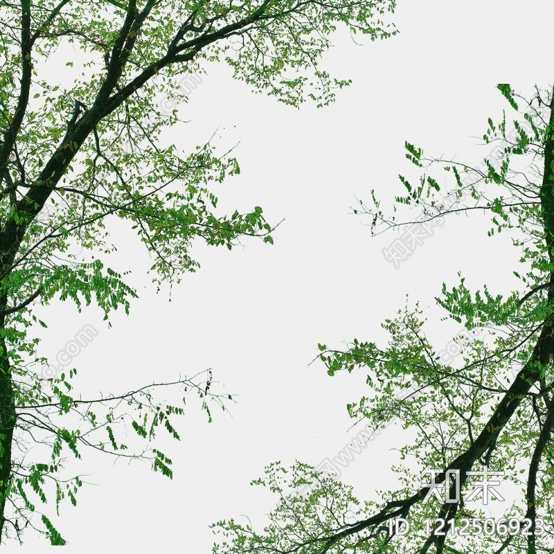 枝干纹理贴图下载【ID:1212506923】