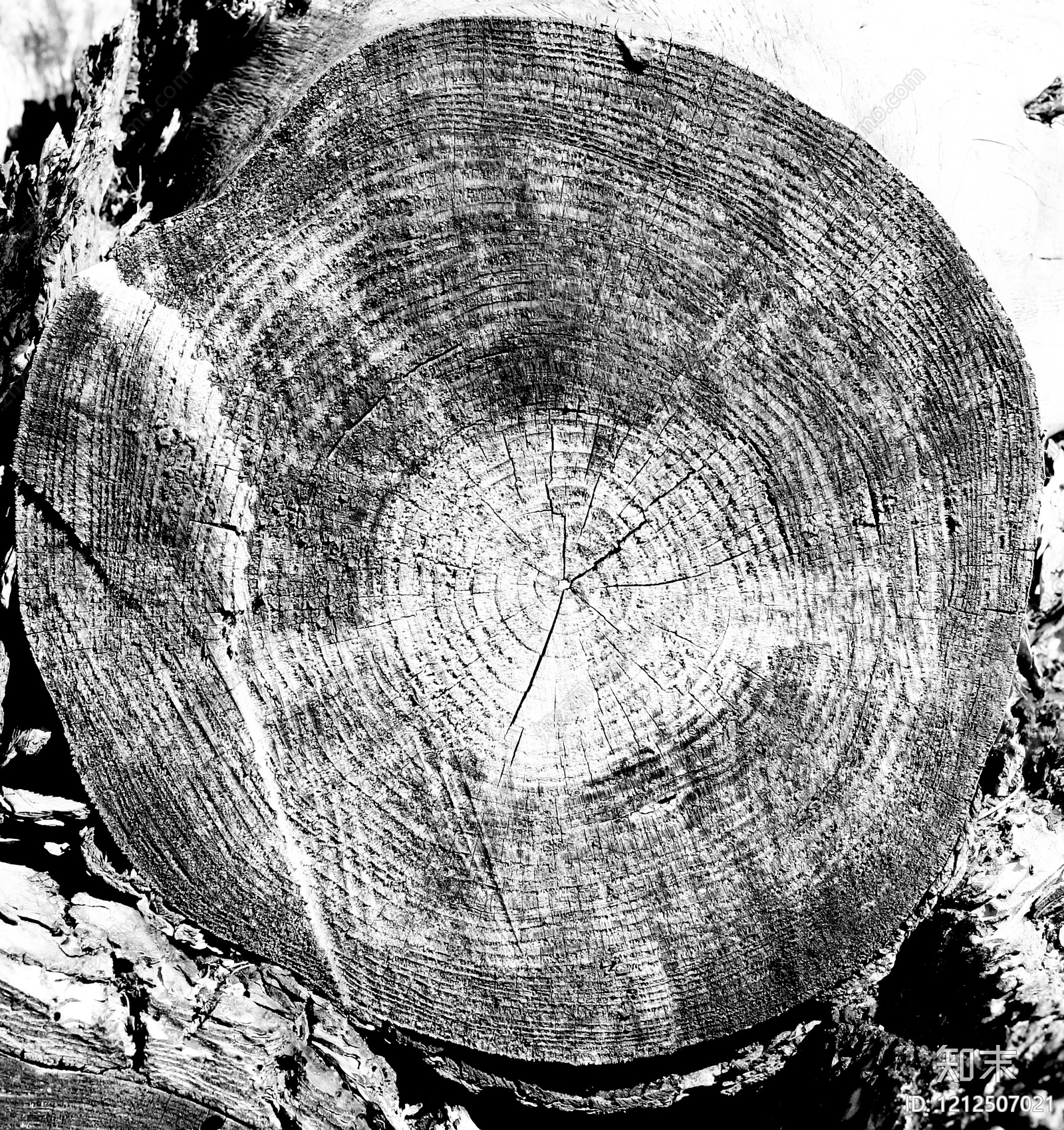 年轮贴图下载【ID:1212507021】