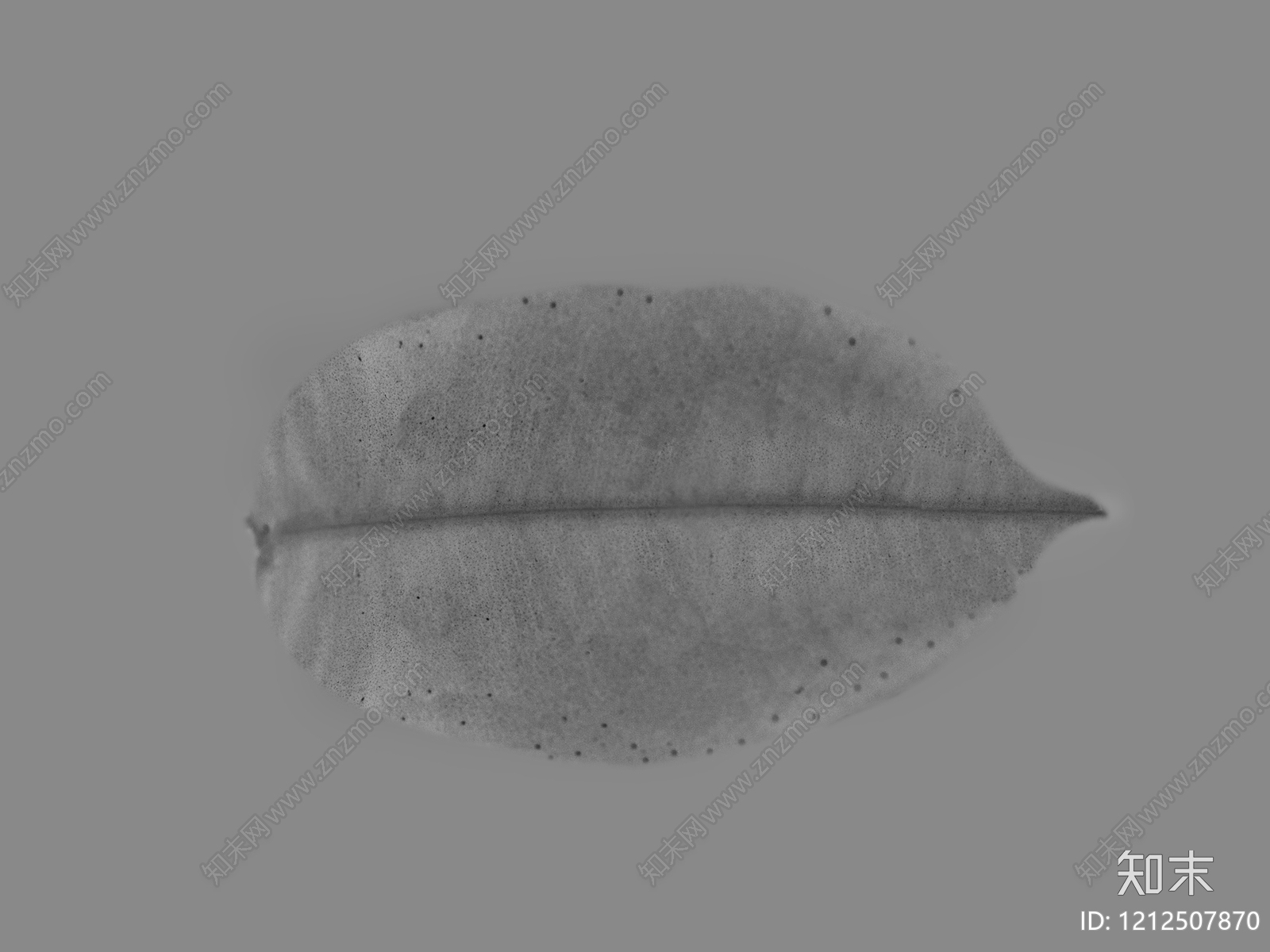叶片纹理贴图下载【ID:1212507870】