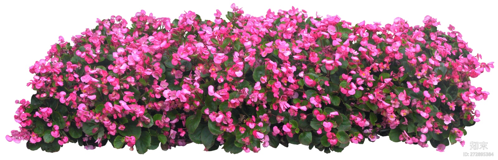 高清带花草本植物免抠植物27贴图下载