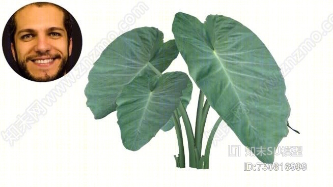 orelhaSU模型下载【ID:730816999】
