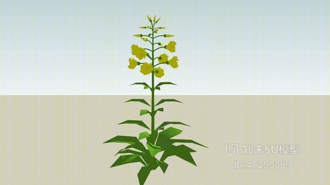teunisbloemSU模型下载【ID:47299309】