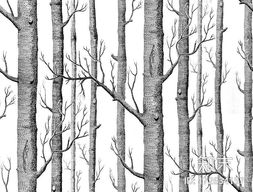 白桦树林贴图下载【ID:172634157】