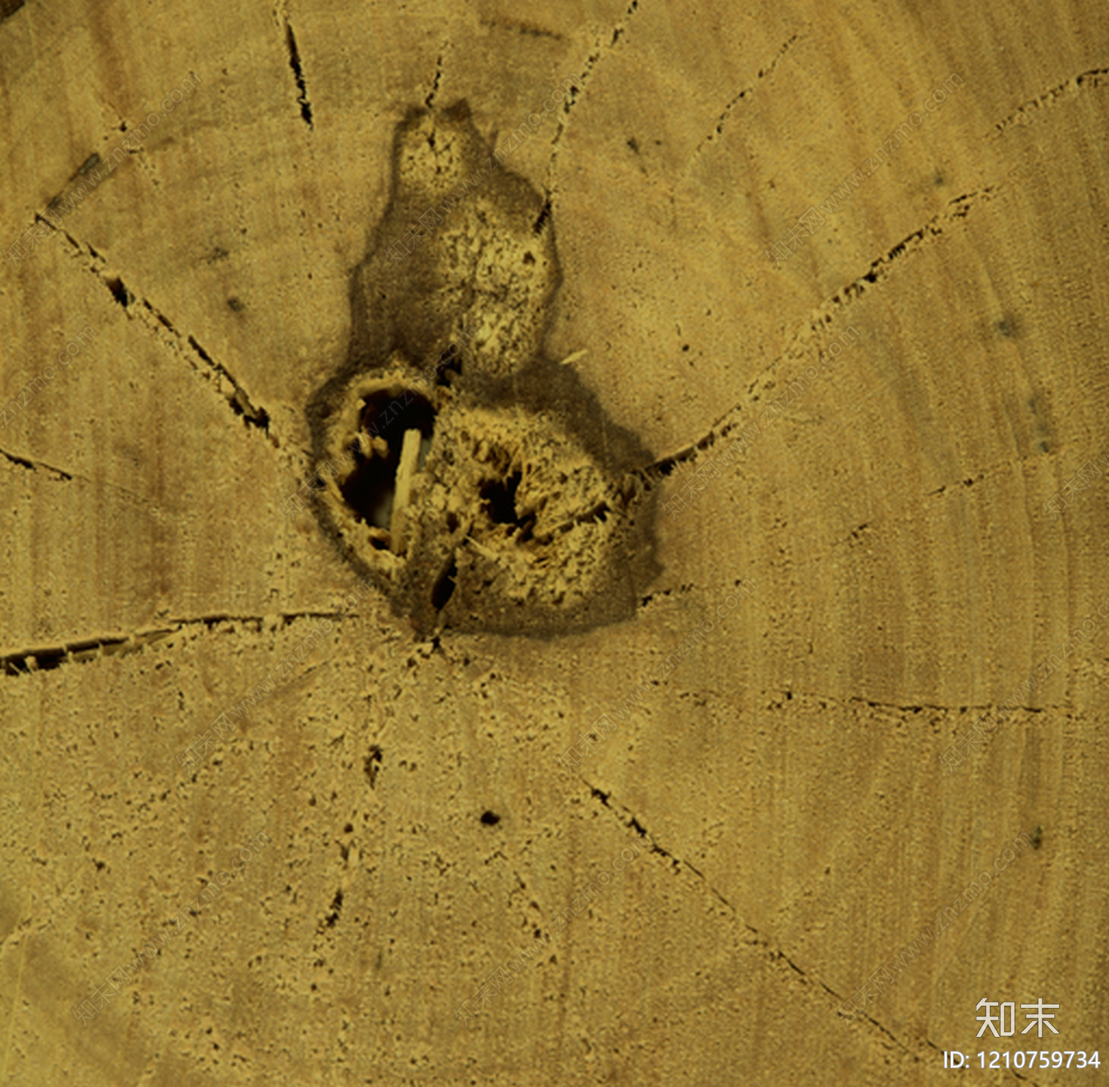 年轮贴图下载【ID:1210759734】