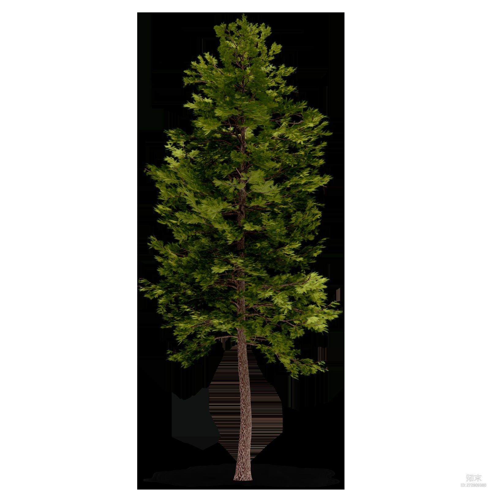 相似高清贴图攀援植物蔷薇粉红色花psd免抠树木立面免扣图攀援植物