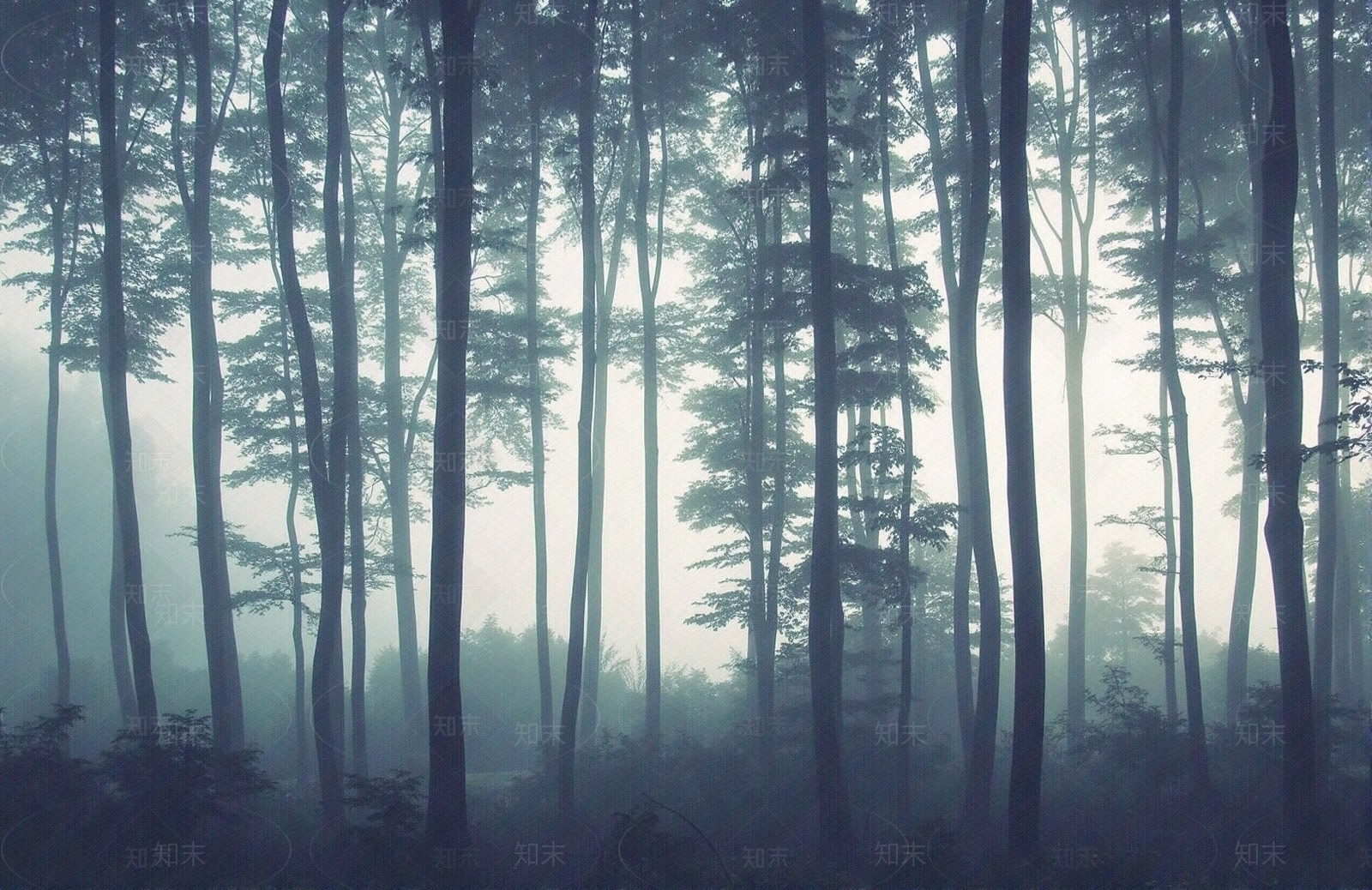森林贴图下载【ID:1195304110】