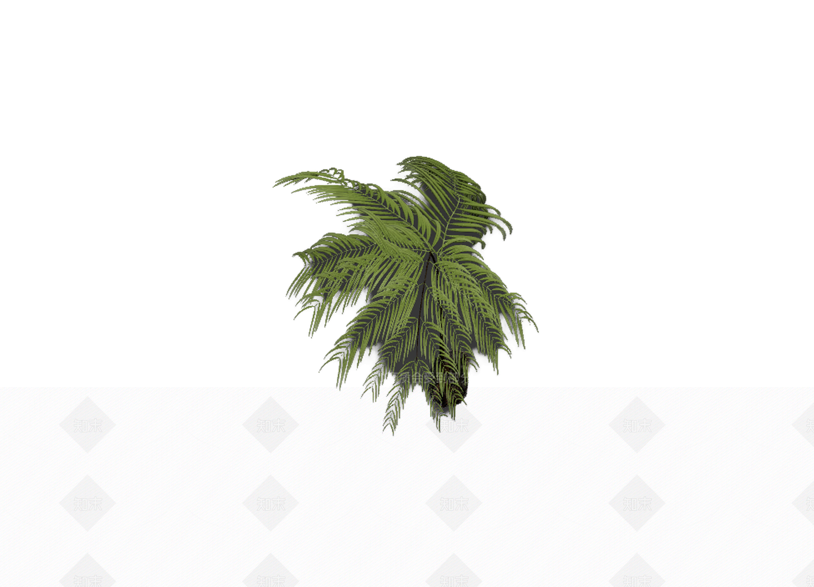 带根部的蕨类植物3D模型下载【ID:1206188274】