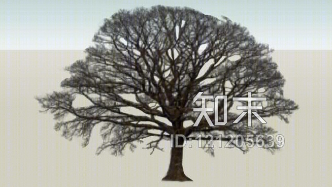 冬天的橡树SU模型下载【ID:121205639】
