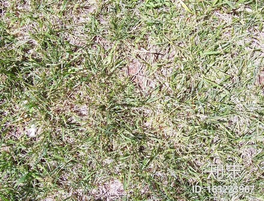 地面-草皮贴图下载【ID:163223967】