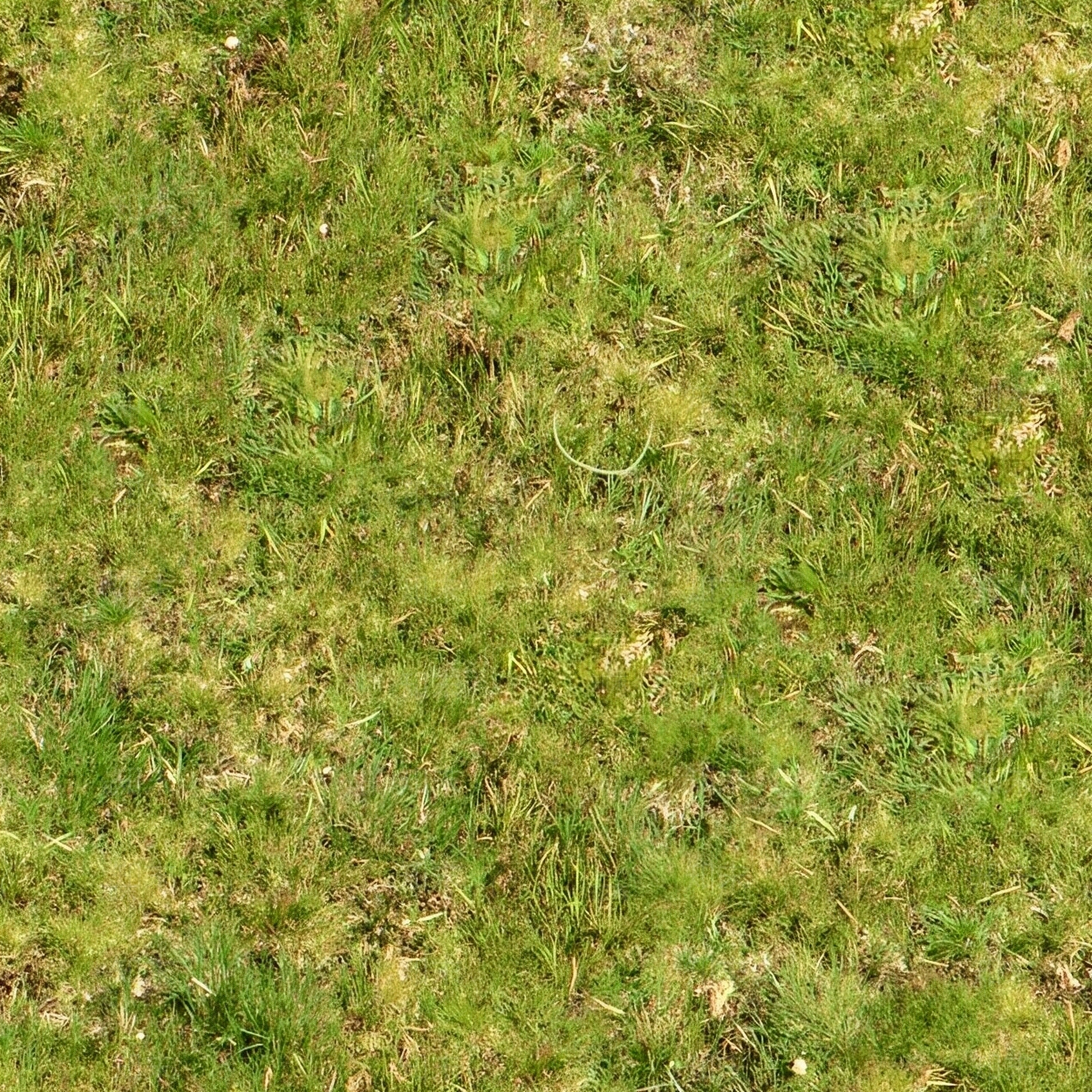 草坪贴图下载【ID:1195320310】