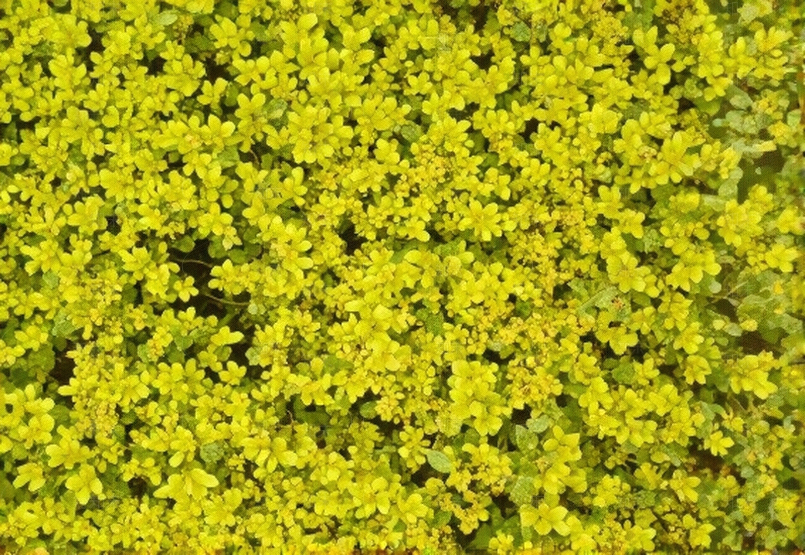 植物类贴图下载【ID:1195329895】