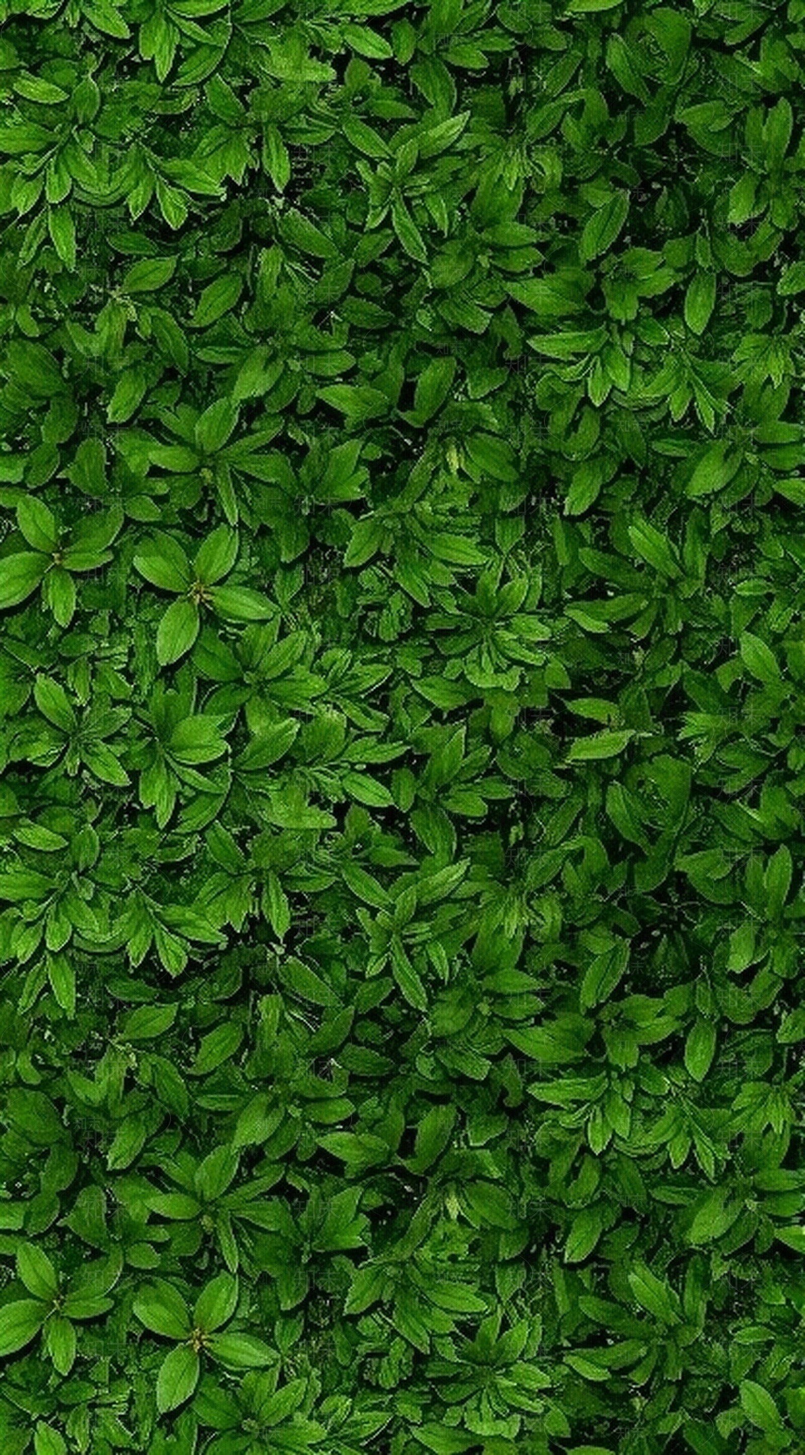 绿植贴图下载【ID:1195332118】