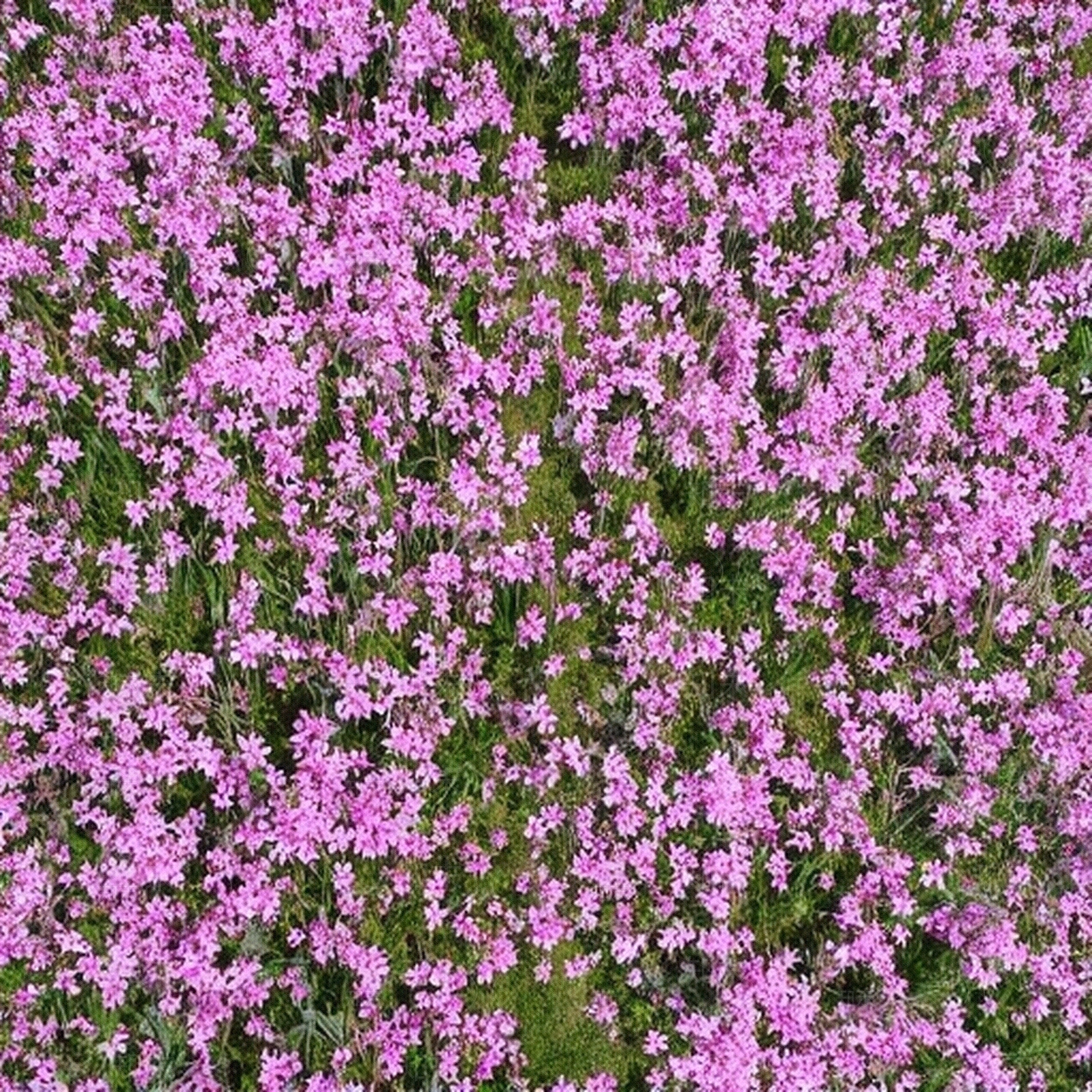 鲜花贴图下载【ID:1195343910】