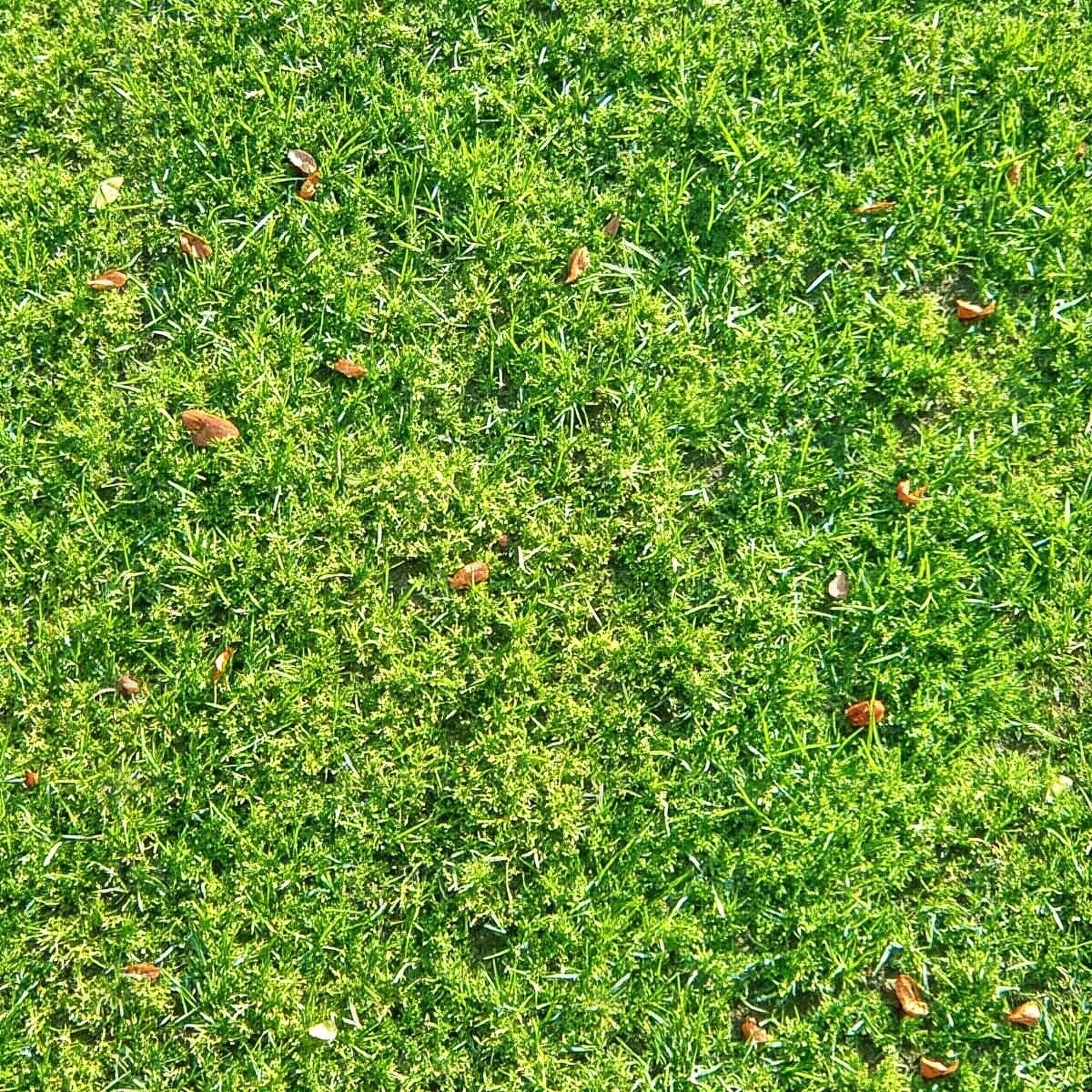 草地草皮贴图下载【ID:1195336836】