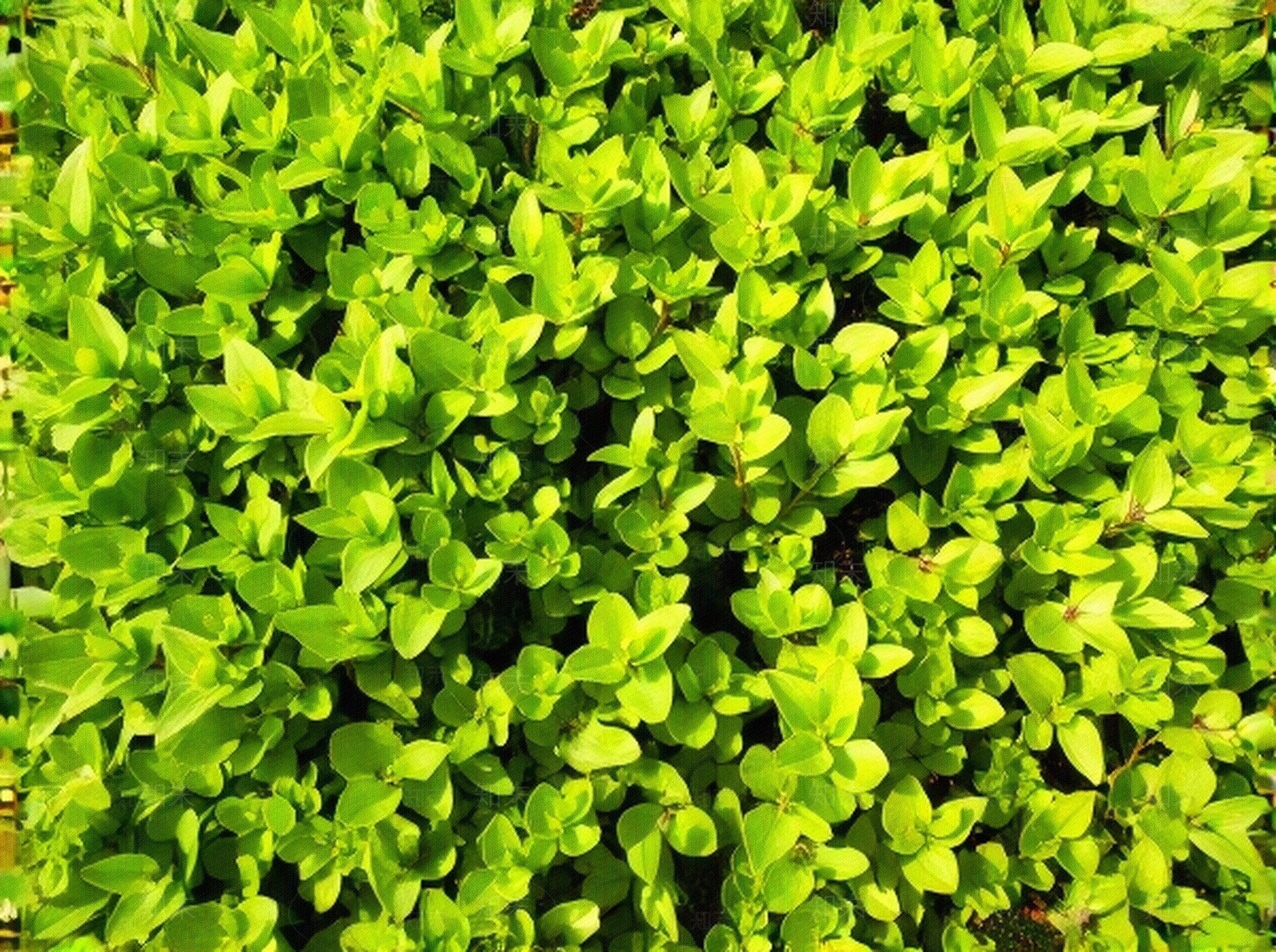 黄绿色灌木植物贴图下载【ID:1195332496】