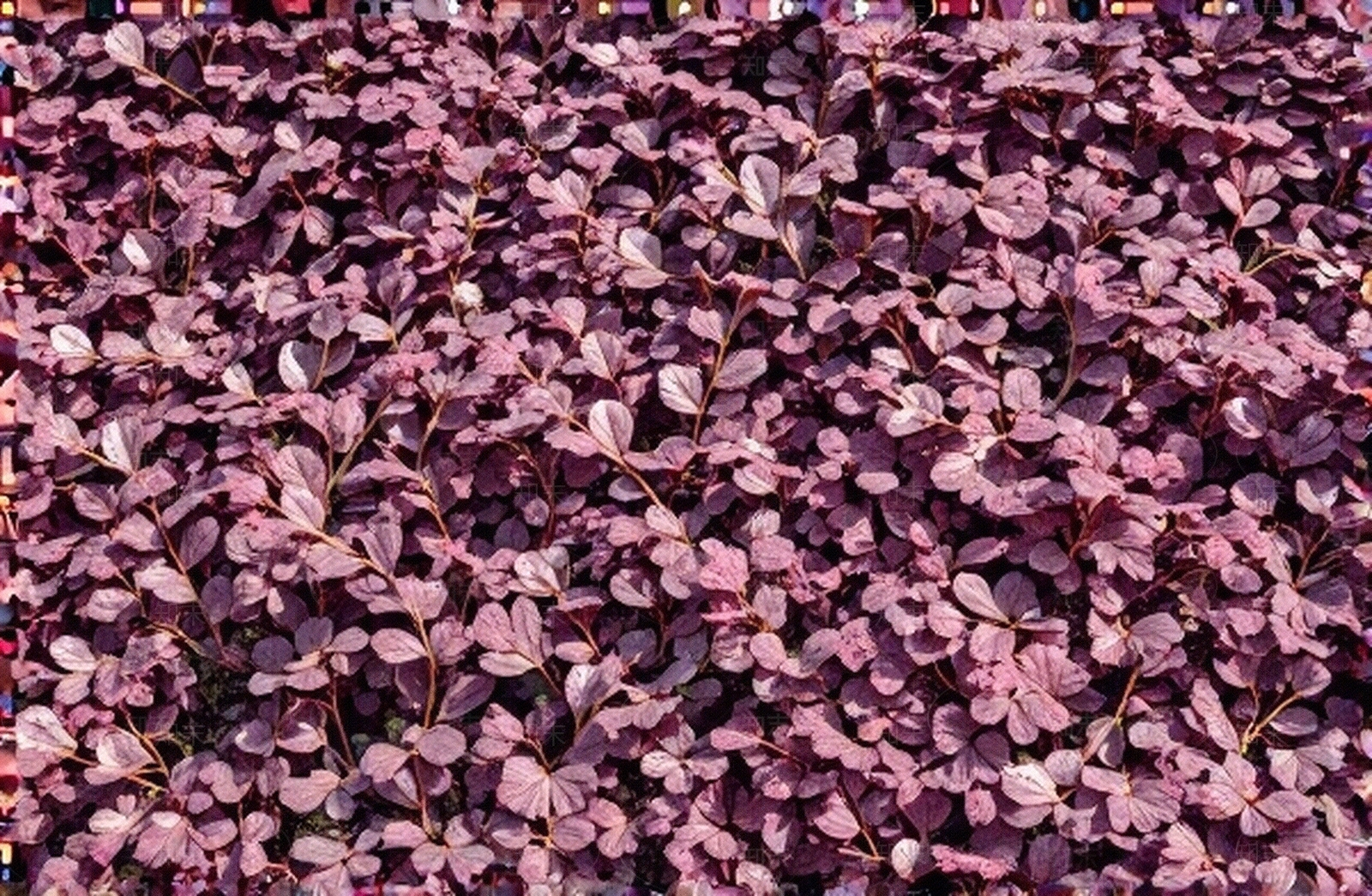 红色灌木植物贴图下载【ID:1195332497】