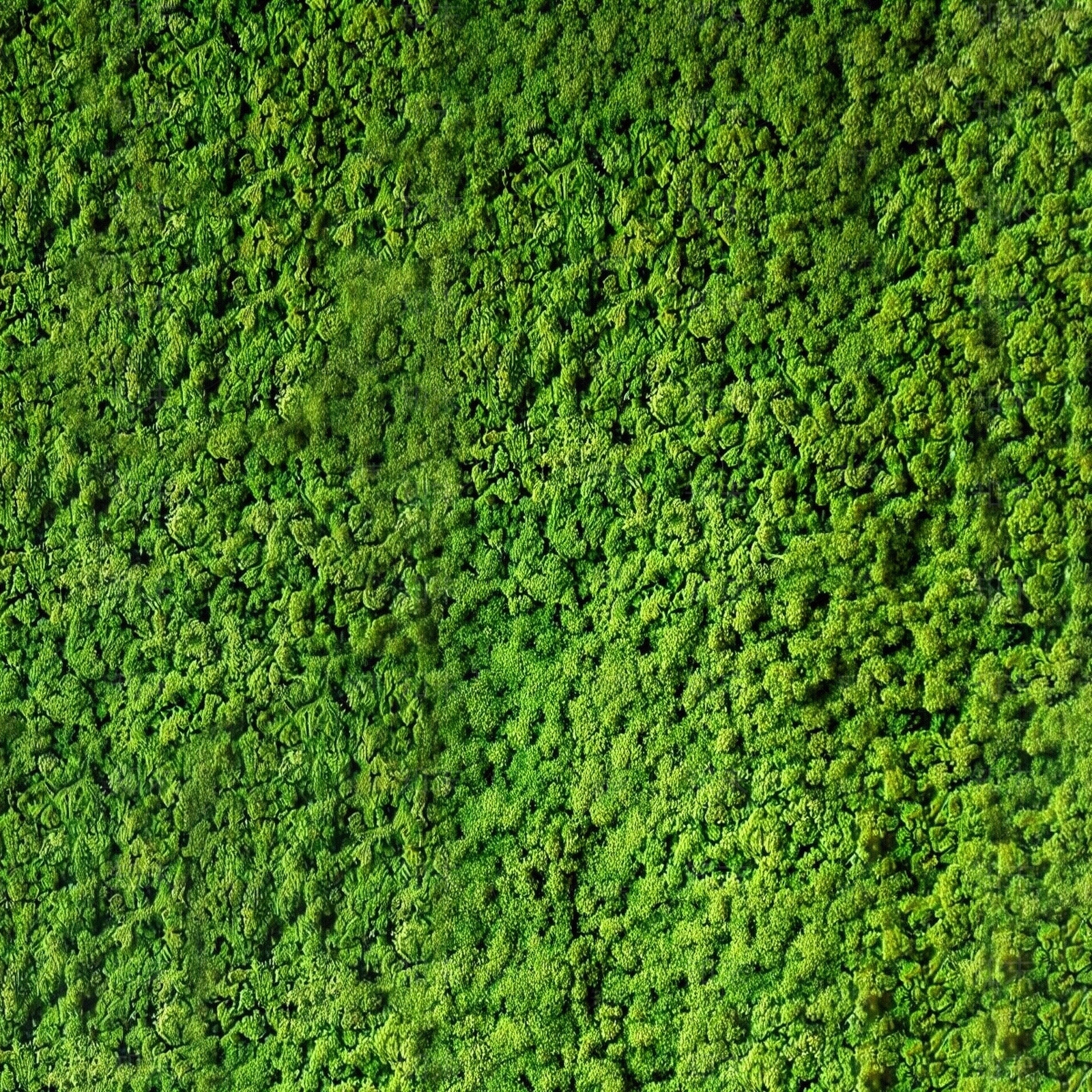 苔藓植物贴图下载【ID:1195307765】