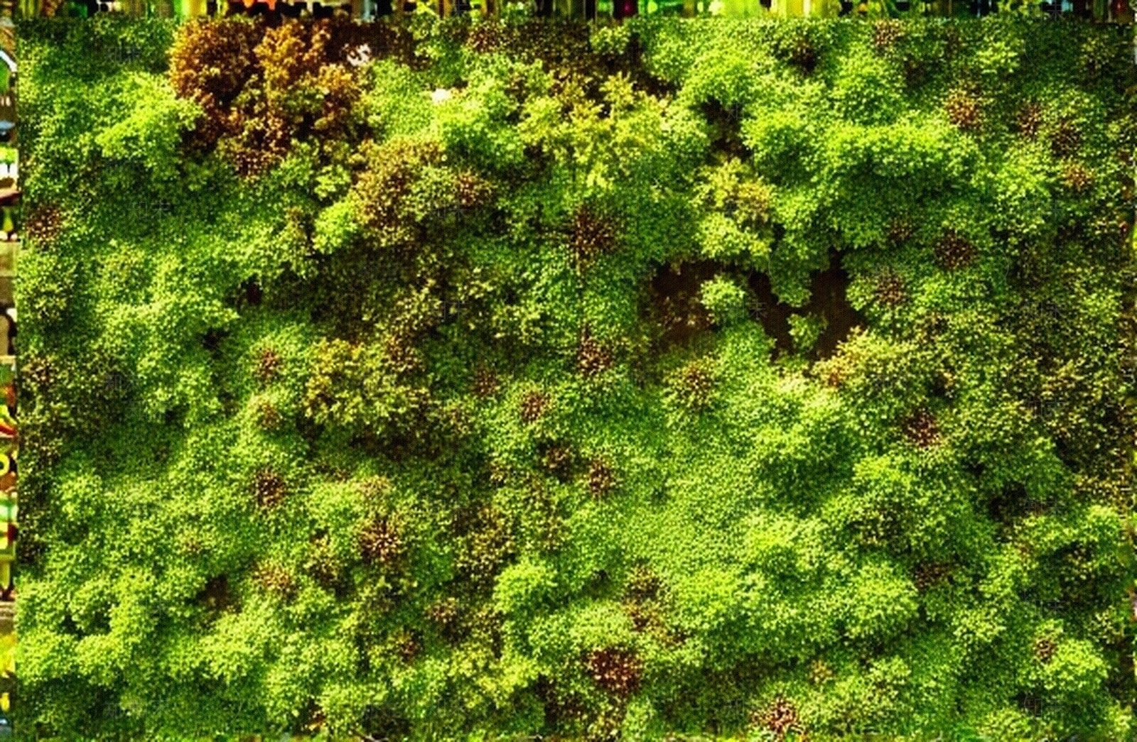 苔藓植物贴图下载【ID:1195307716】