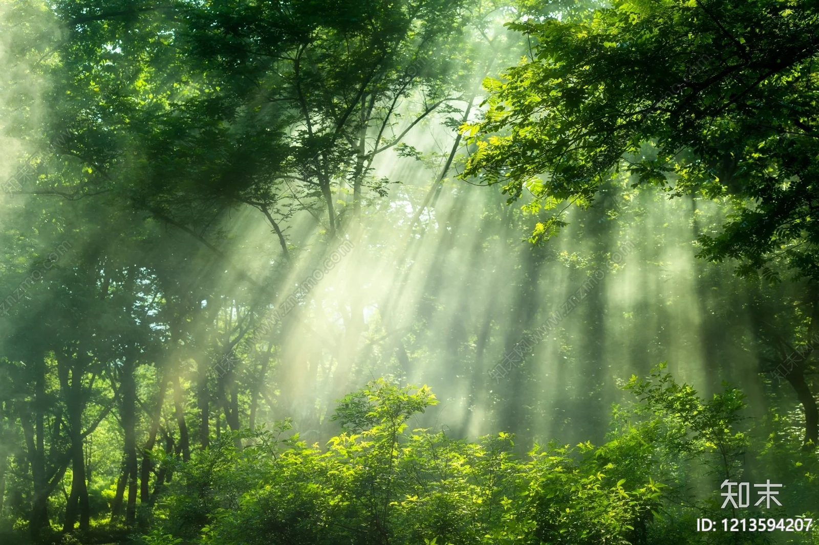 现代树木贴图下载【ID:1213594207】