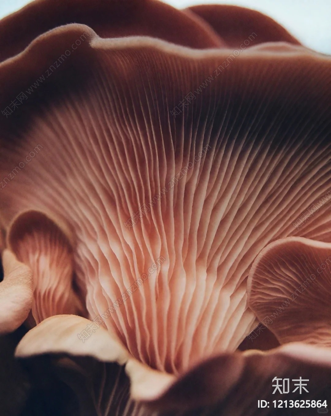 现代其他挂画贴图下载【ID:1213625864】