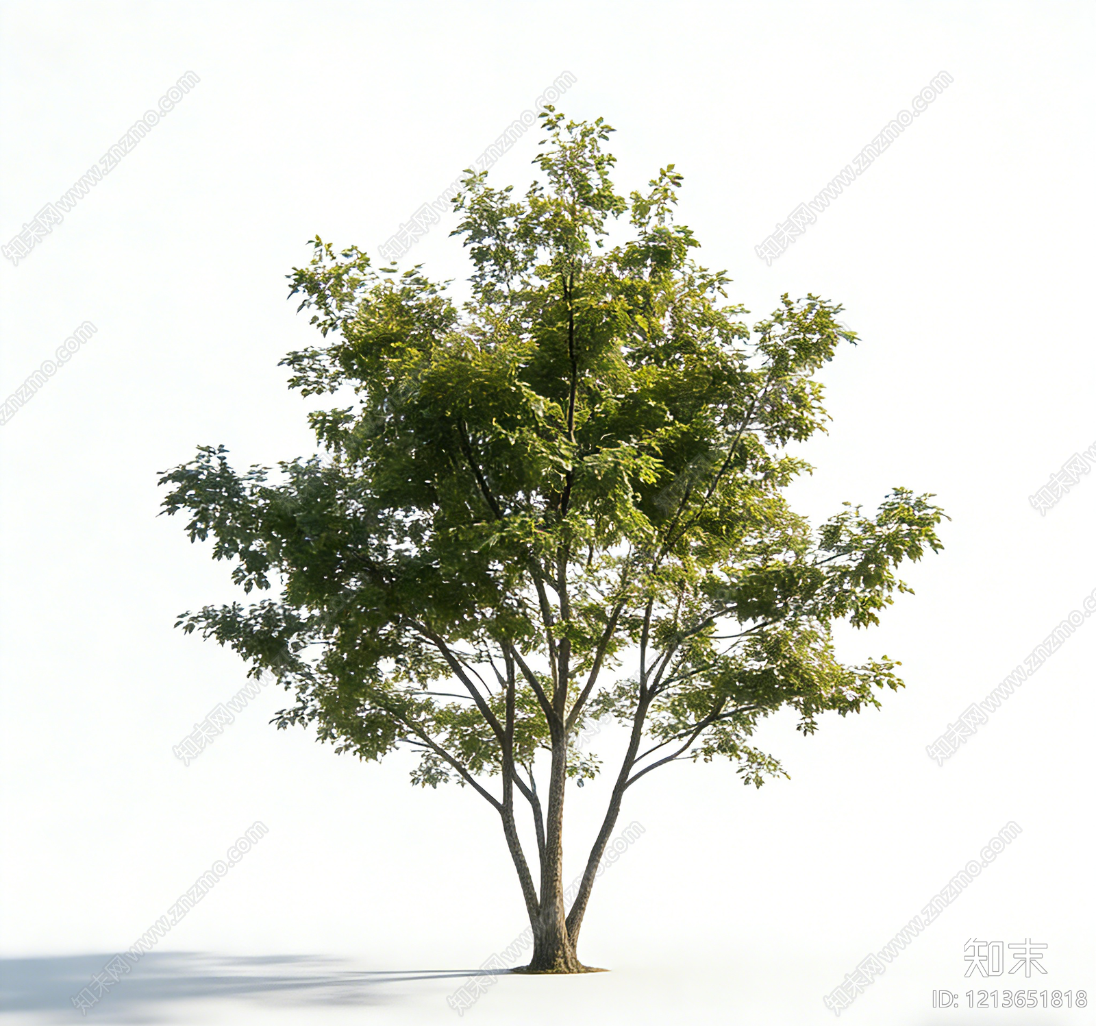 植被贴图下载【ID:1213651818】