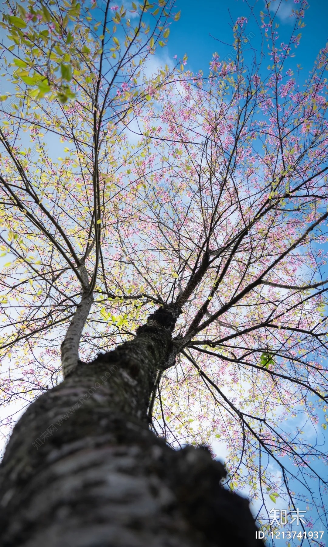 树皮纹理贴图下载【ID:1213741937】