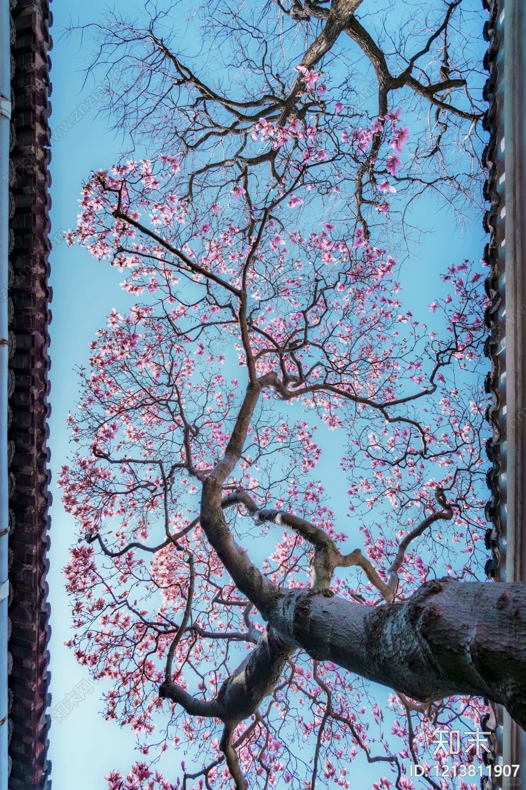 树木贴图下载【ID:1213811907】