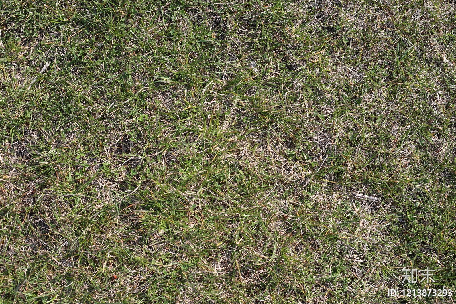 现代干枯植物纹理贴图下载【ID:1213873293】