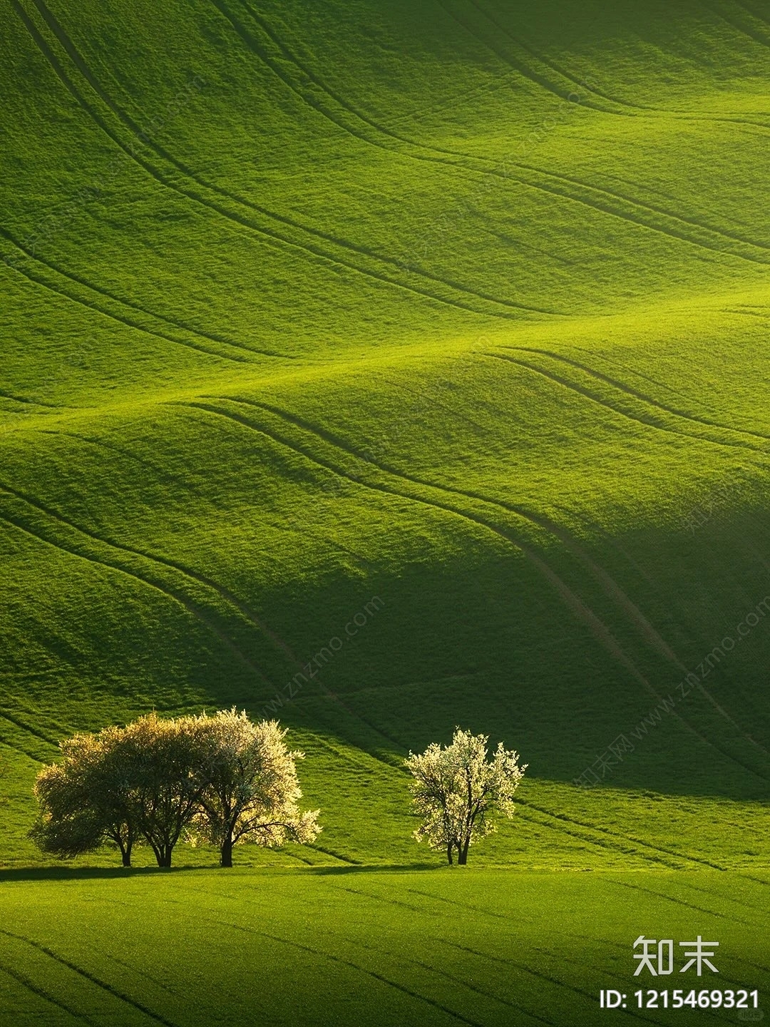草地贴图下载【ID:1215469321】
