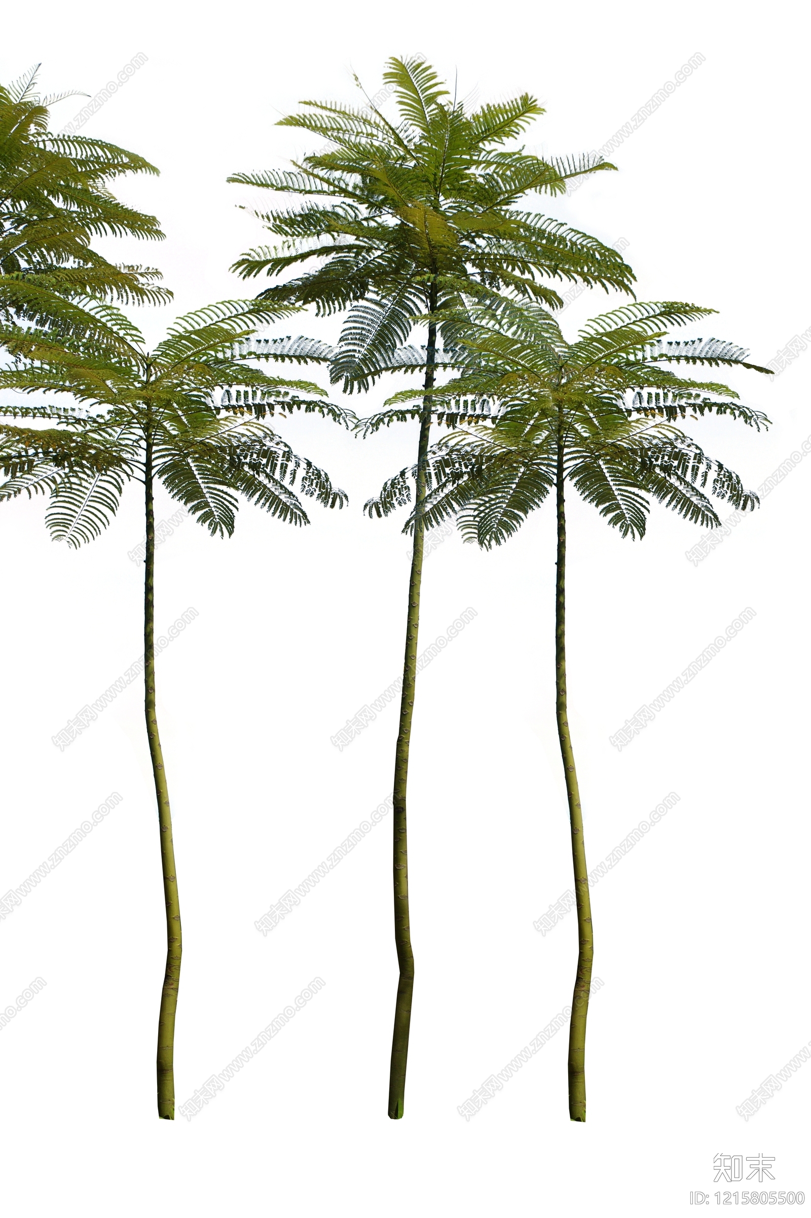 树木贴图下载【ID:1215805500】