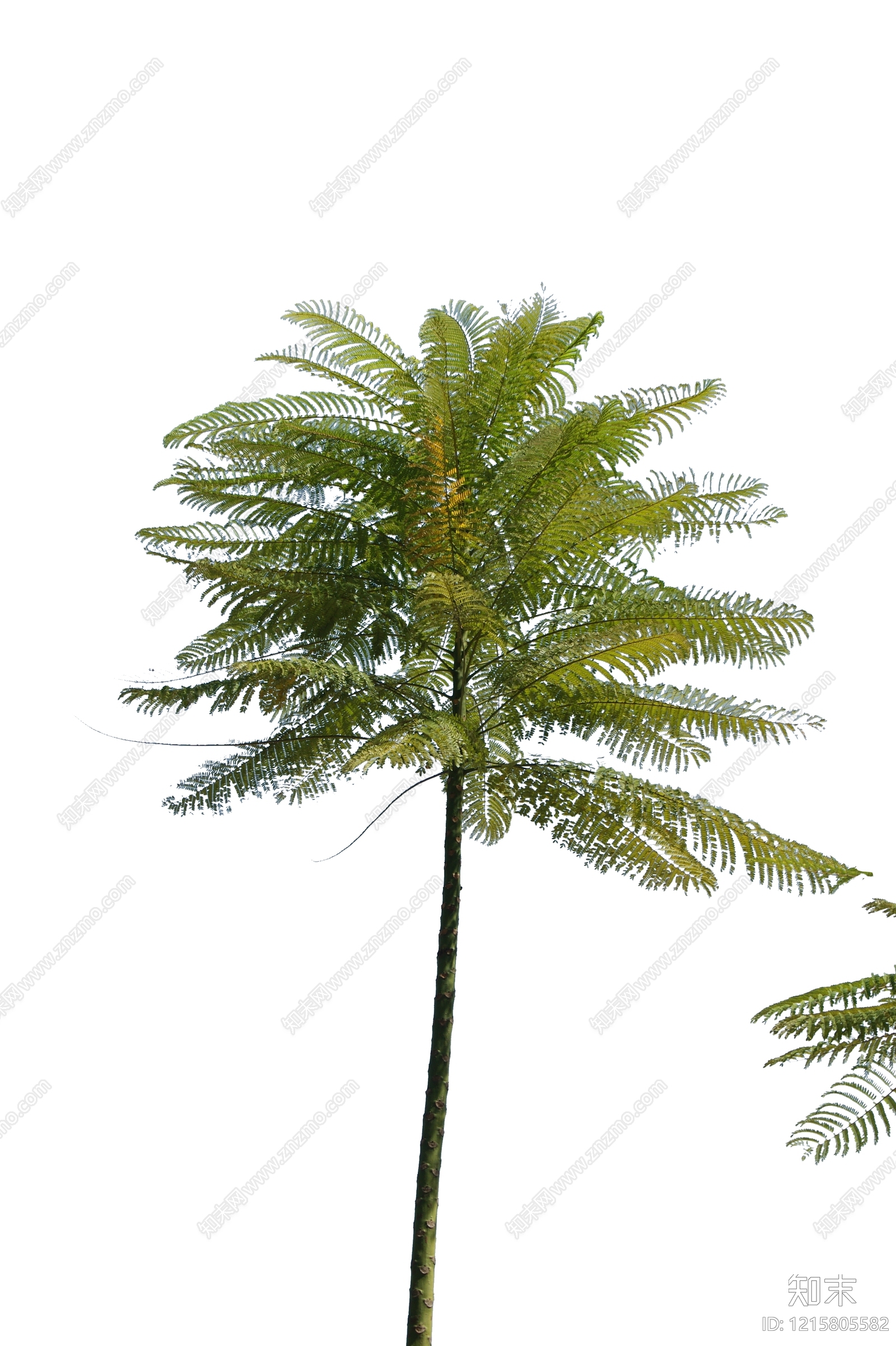 树木贴图下载【ID:1215805582】