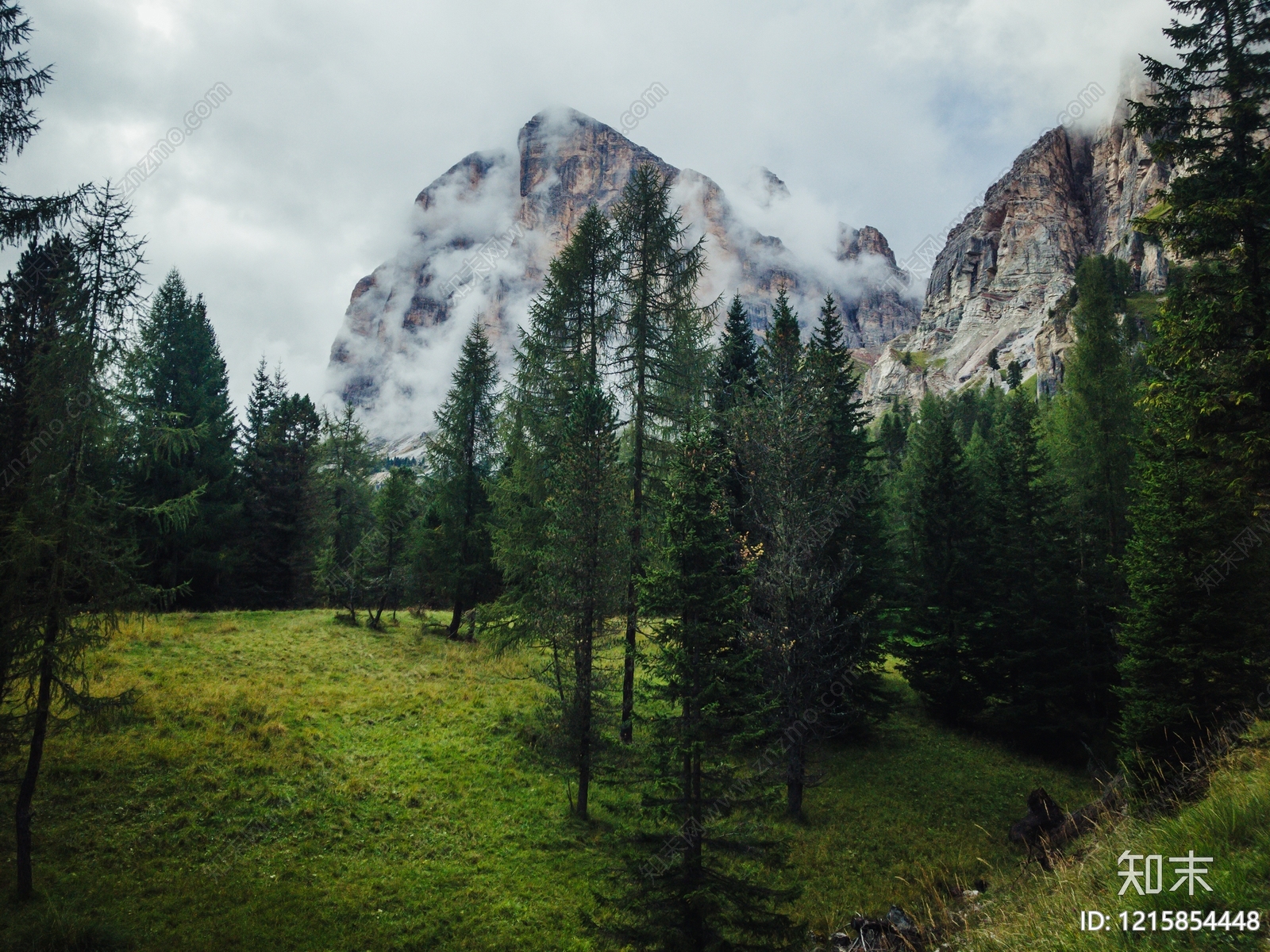 森林贴图下载【ID:1215854448】