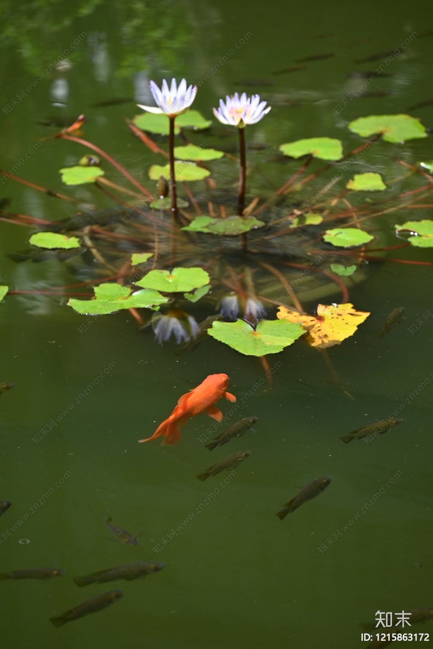 鱼池贴图下载【ID:1215863172】