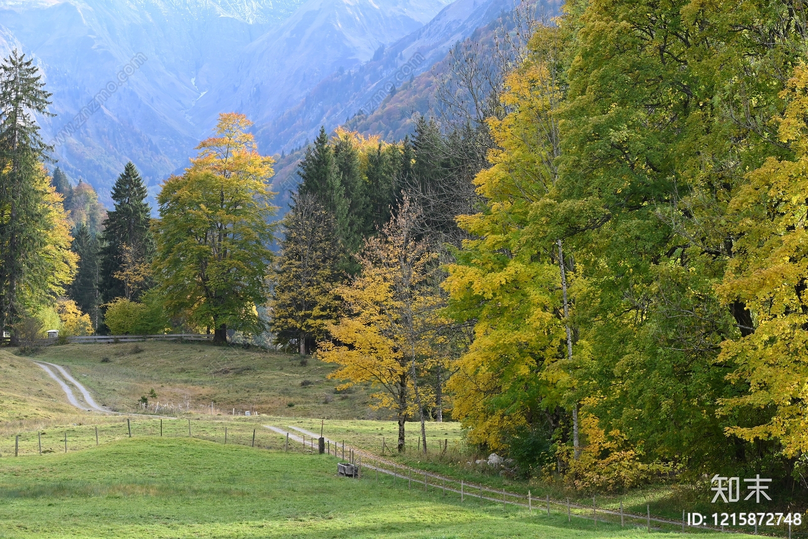 森林贴图下载【ID:1215872748】