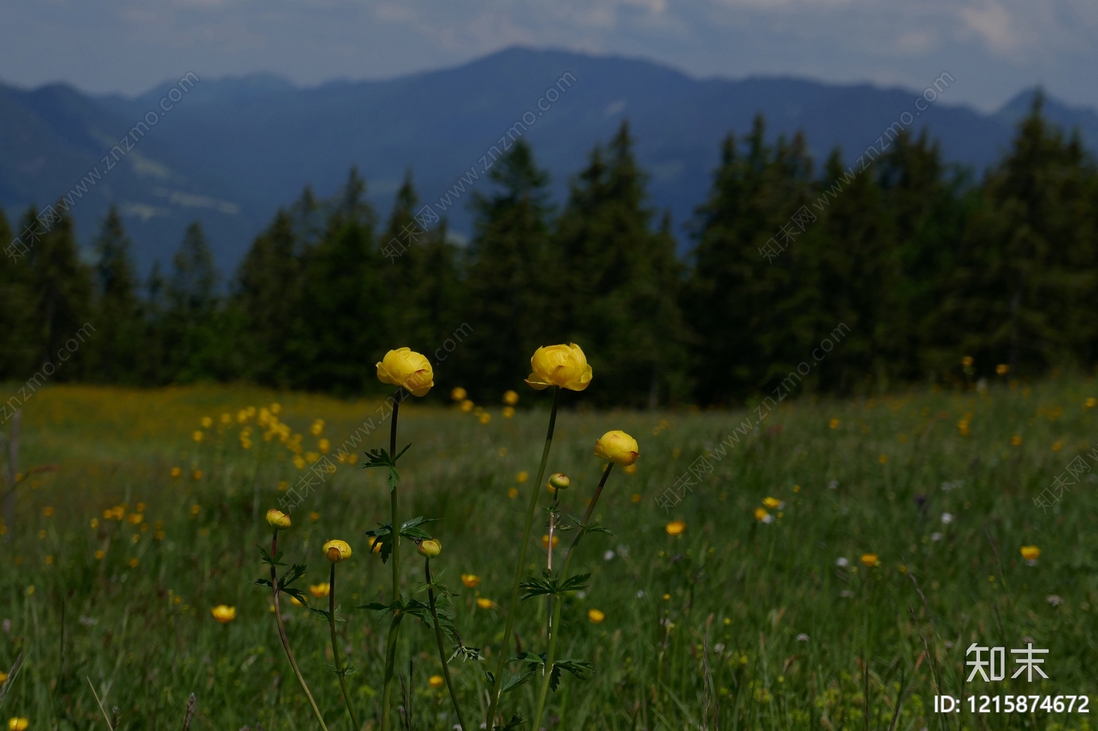 草地贴图下载【ID:1215874672】
