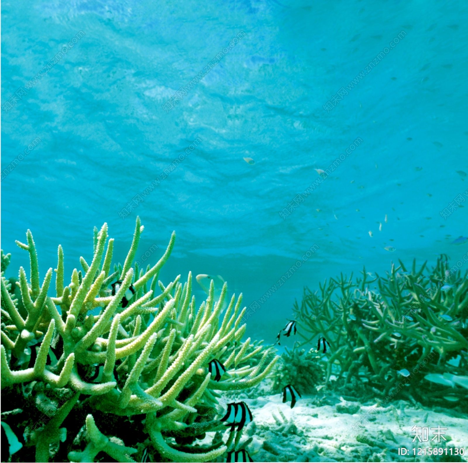 海洋贴图下载【ID:1215891130】