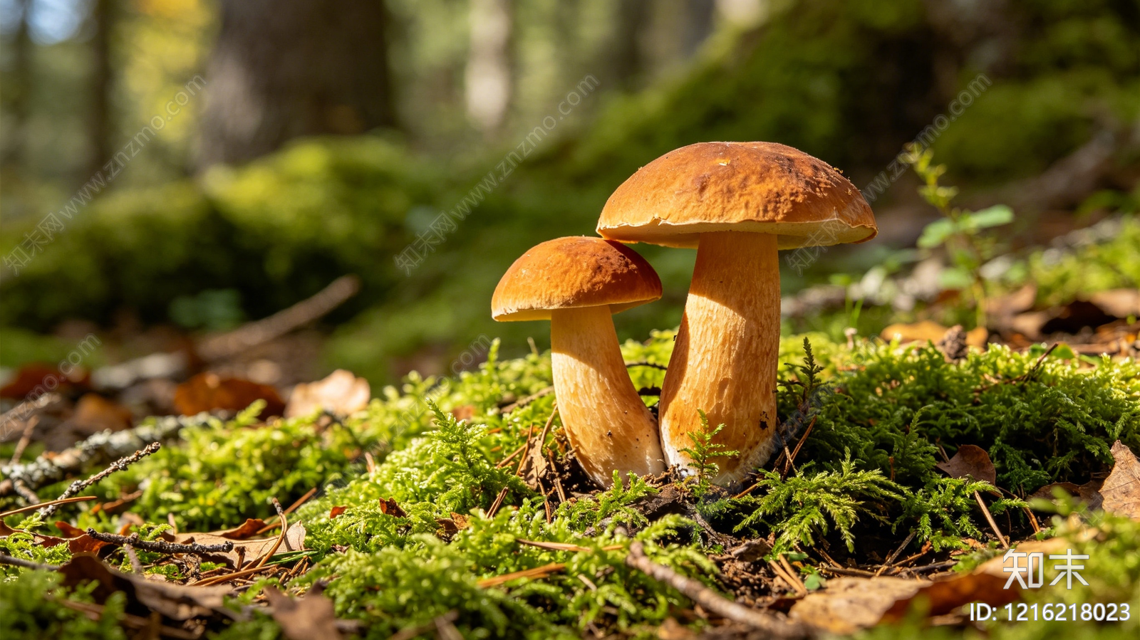 植被贴图下载【ID:1216218023】